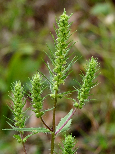 {Iva annua}